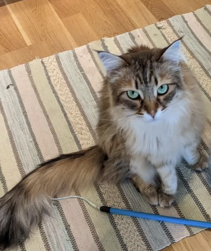 Sibirisk katt Rocco