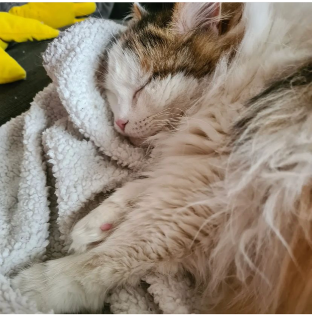 Sibirisk katt Pandora