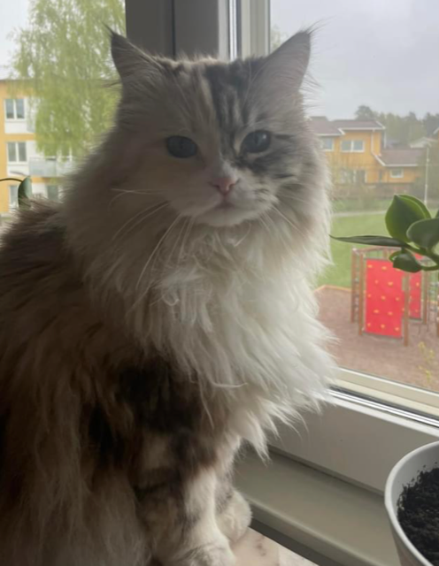 Neva Masquerade katt Frieda