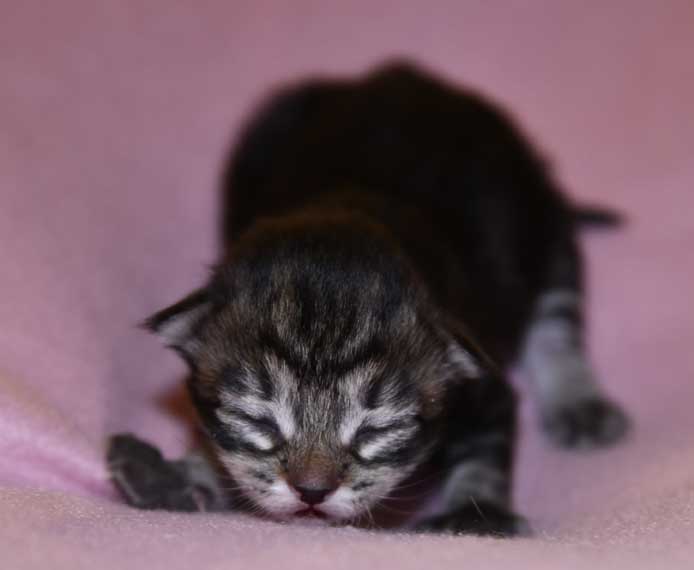 sibirisk kattunge Gaby