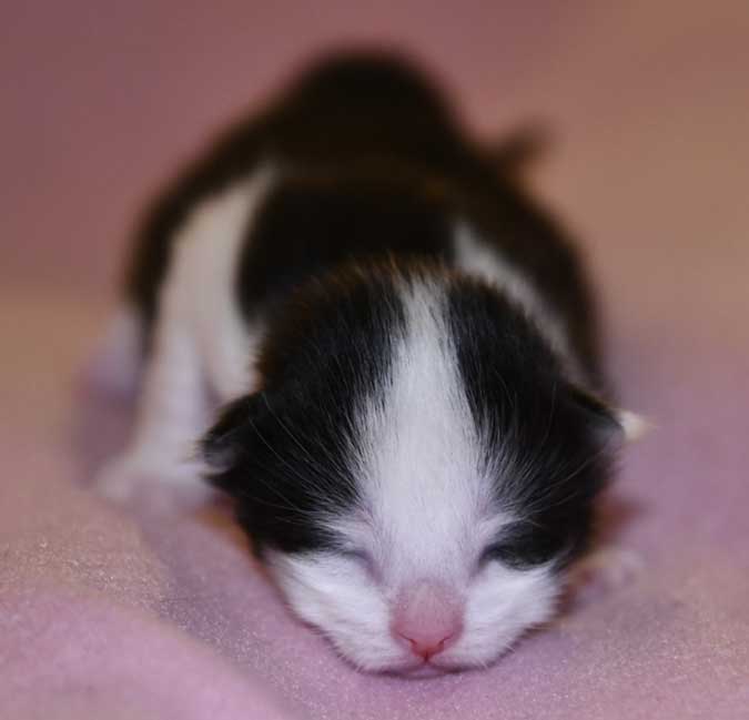 Sibirisk kattunge Gliese