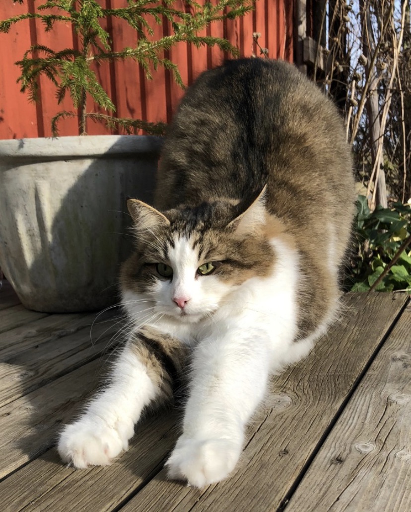 Sibirisk katt Hubble