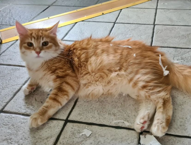 Sibirisk katt Ferrari