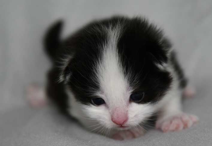 Sibirisk katt Gliese