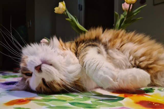 Sibirisk katt Valina