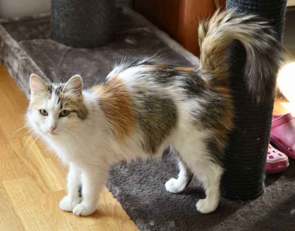 Sibirisk katt Tracie