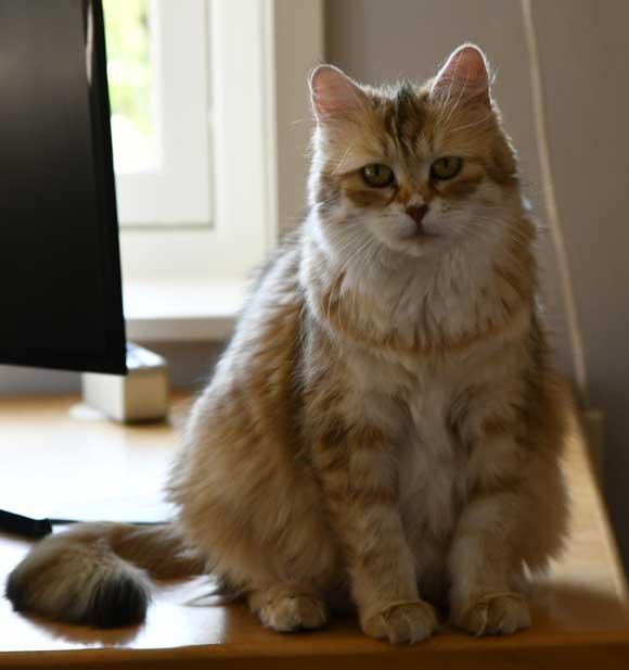 Sibirisk katt Uni
