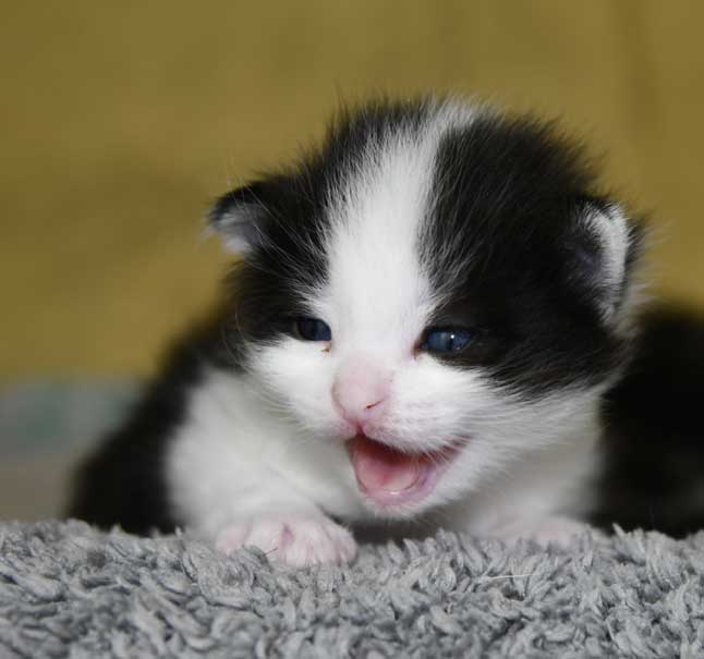 sibirisk kattunge Gliese
