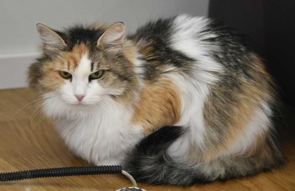 Sibirisk katt Colbie
