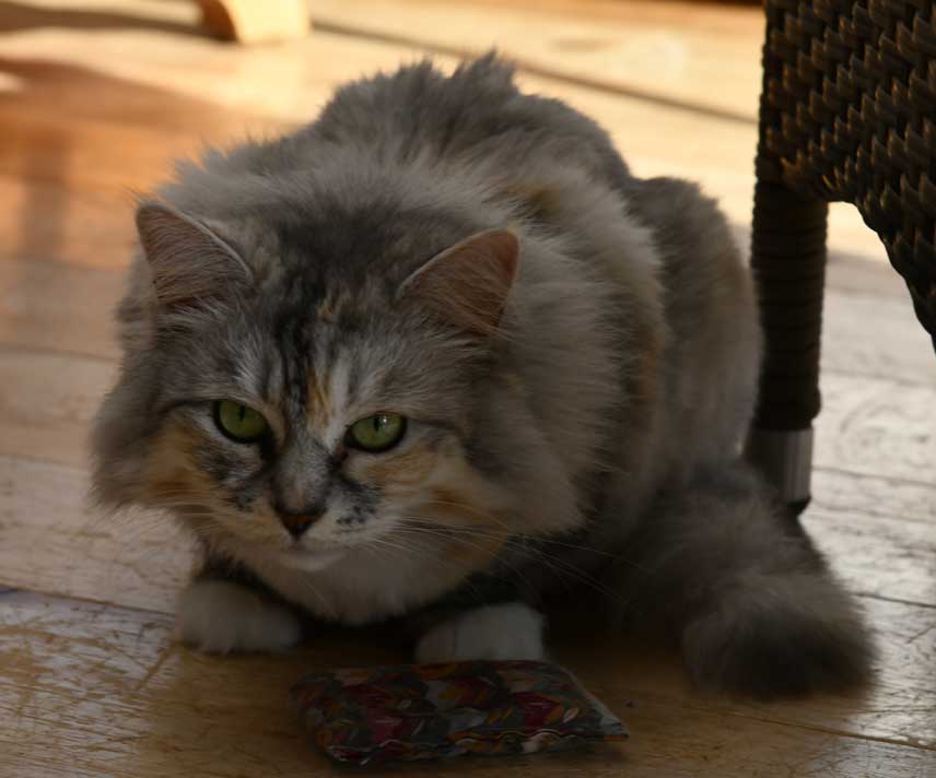 sibirisk katt Zinnie