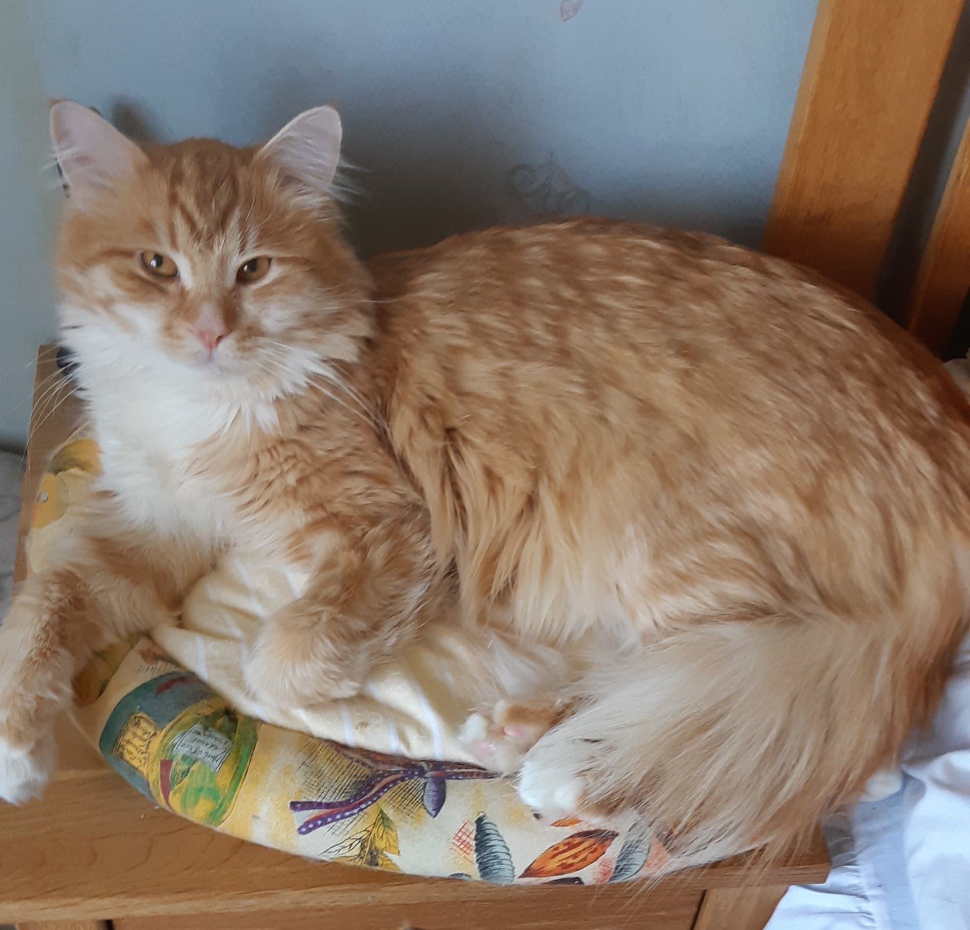 Sibirisk katt Algol
