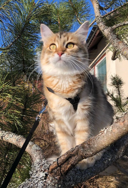 Sibirisk katt Fujita
