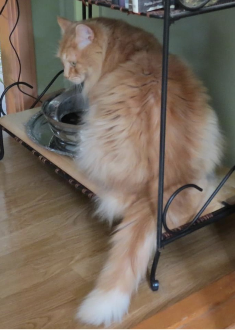 Sibirisk katt Hercules