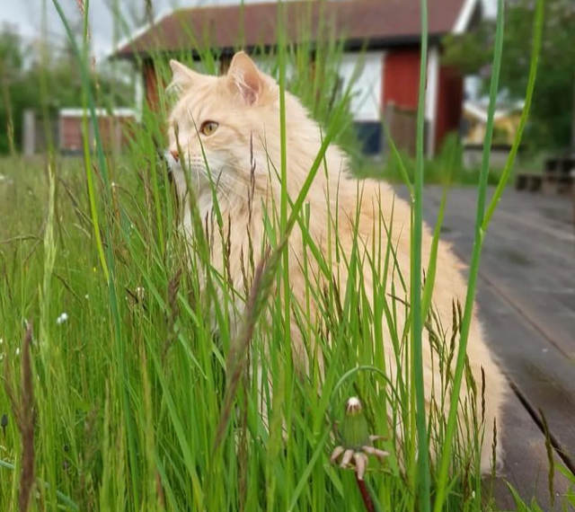 Sibirisk katt Diablo