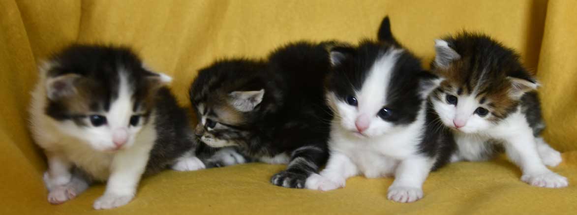Sibiriska kattungar G3-kull