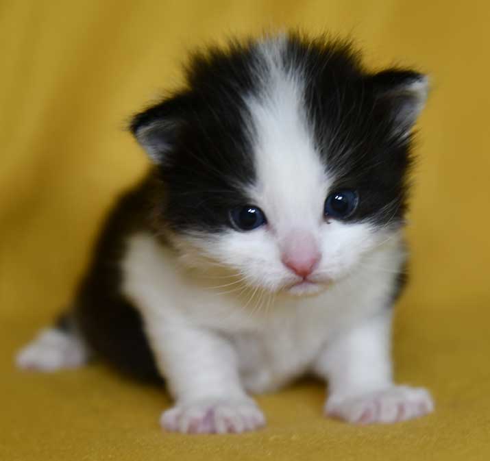 sibirisk kattunge Gliese