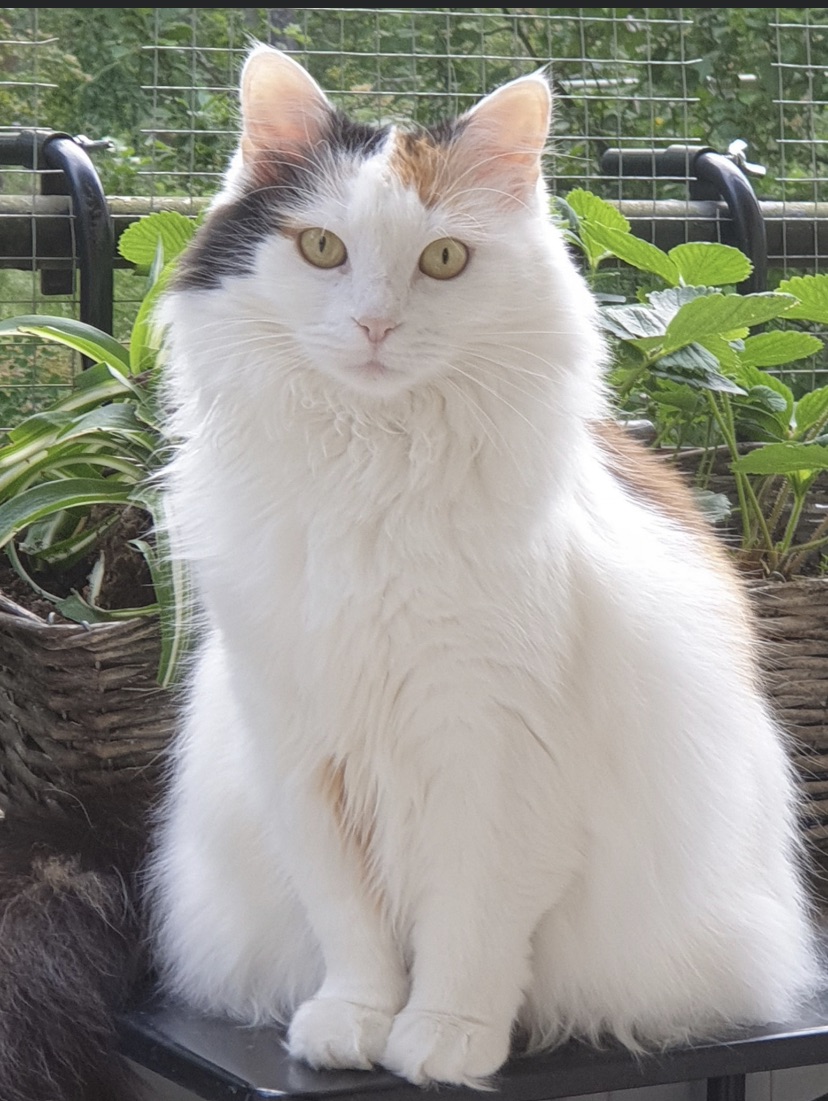Sibirisk katt Iras