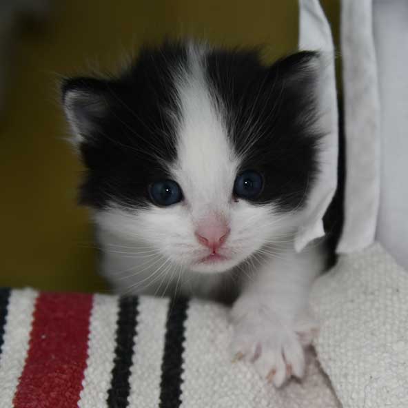 Sibirisk kattunge Gliese