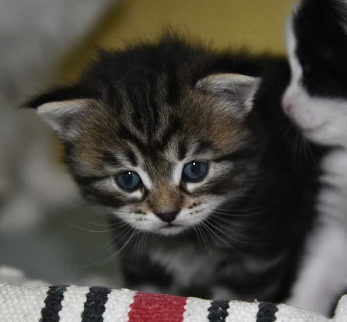 sibirisk kattunge Gaby