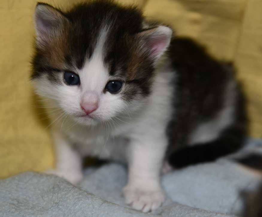 sibirisk kattunge Garlena