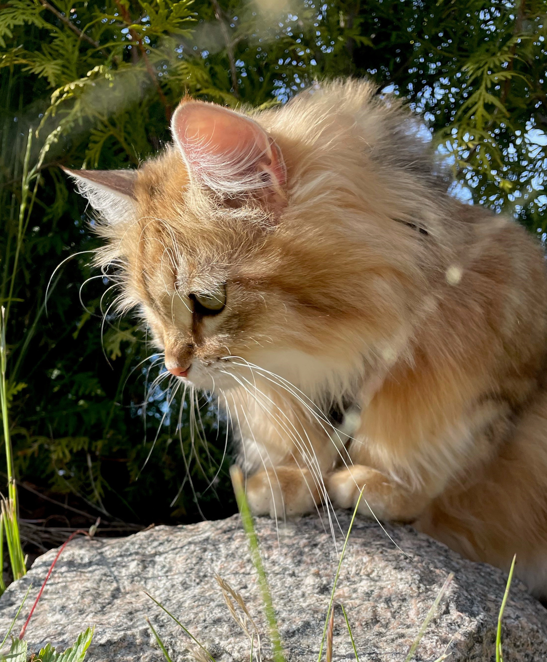 Sibirisk katt Yoko