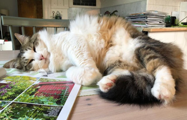 Sibirisk katt Hubble