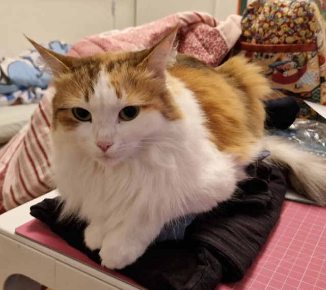 Sibirisk katt Nymphe