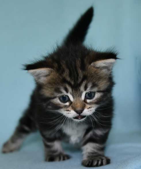 Sibirisk kattunge Gaby