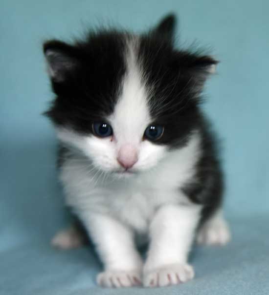 Sibirisk kattunge Gliese