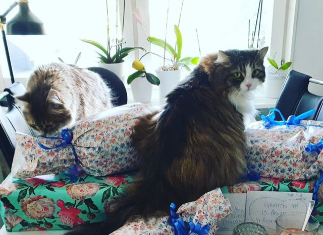 Sibiriska katter Salsa o Utopia