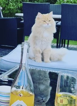 Sibirisk katt Barry
