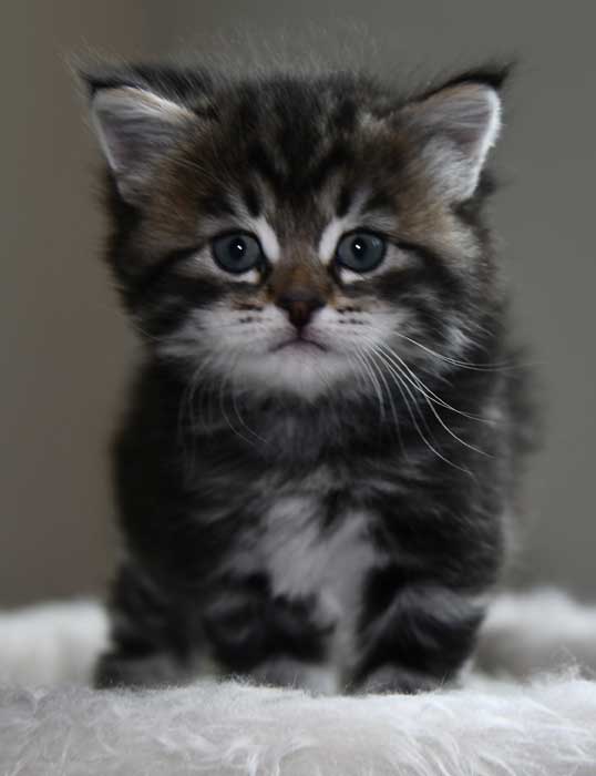 Sibirisk kattunge Gaby
