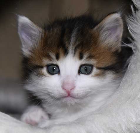 Sibirisk kattunge Gloria