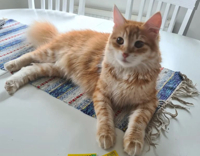Sibirisk katt Ferrari