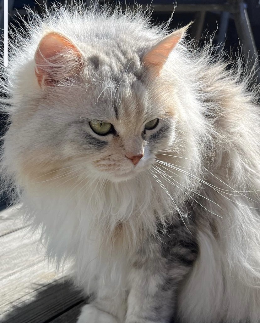 Sibirisk katt Xui