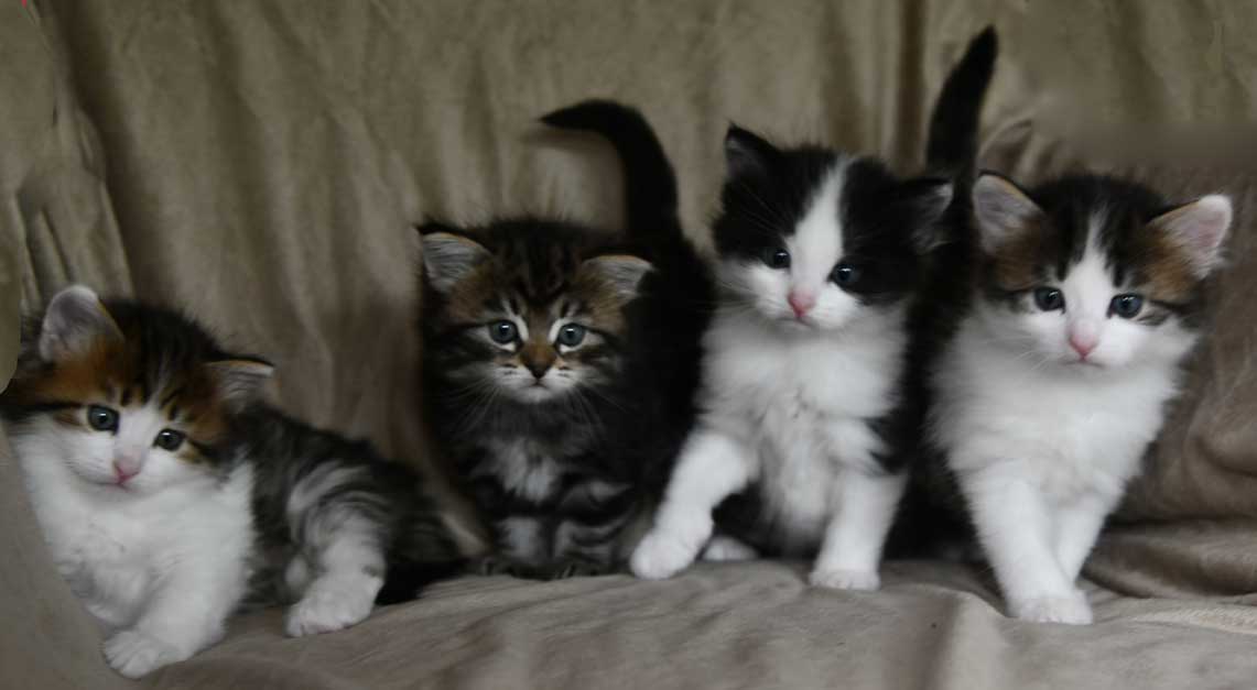 sibirisk kattungar G3-kull
