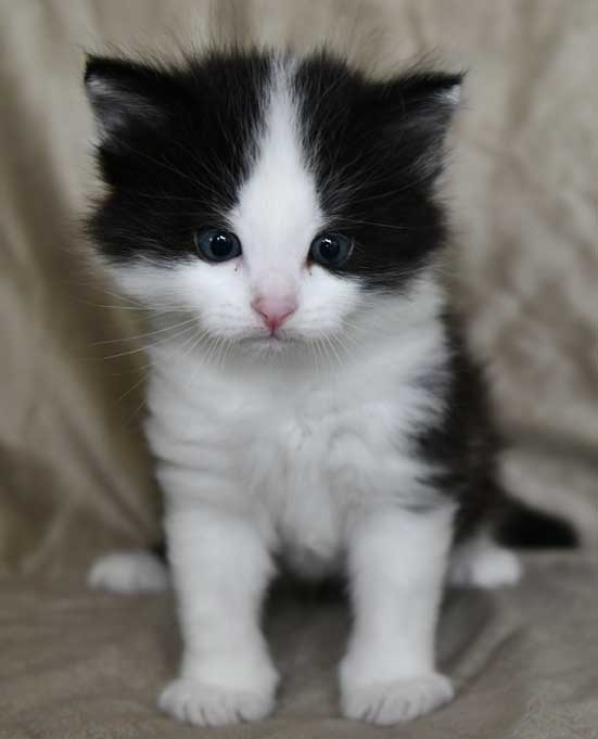 sibirisk kattunge Gliese