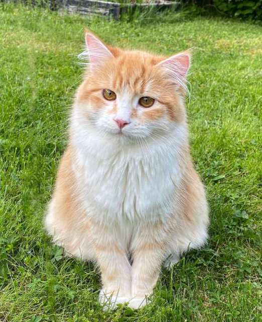 Sibirisk katt Flynn