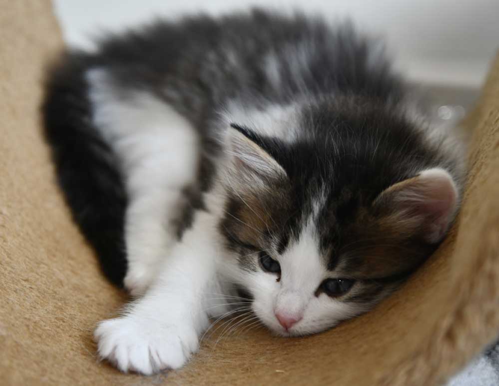 sibiriskkatt Garlena