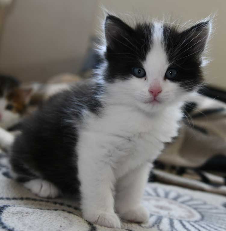 Sibirisk katt Gliese