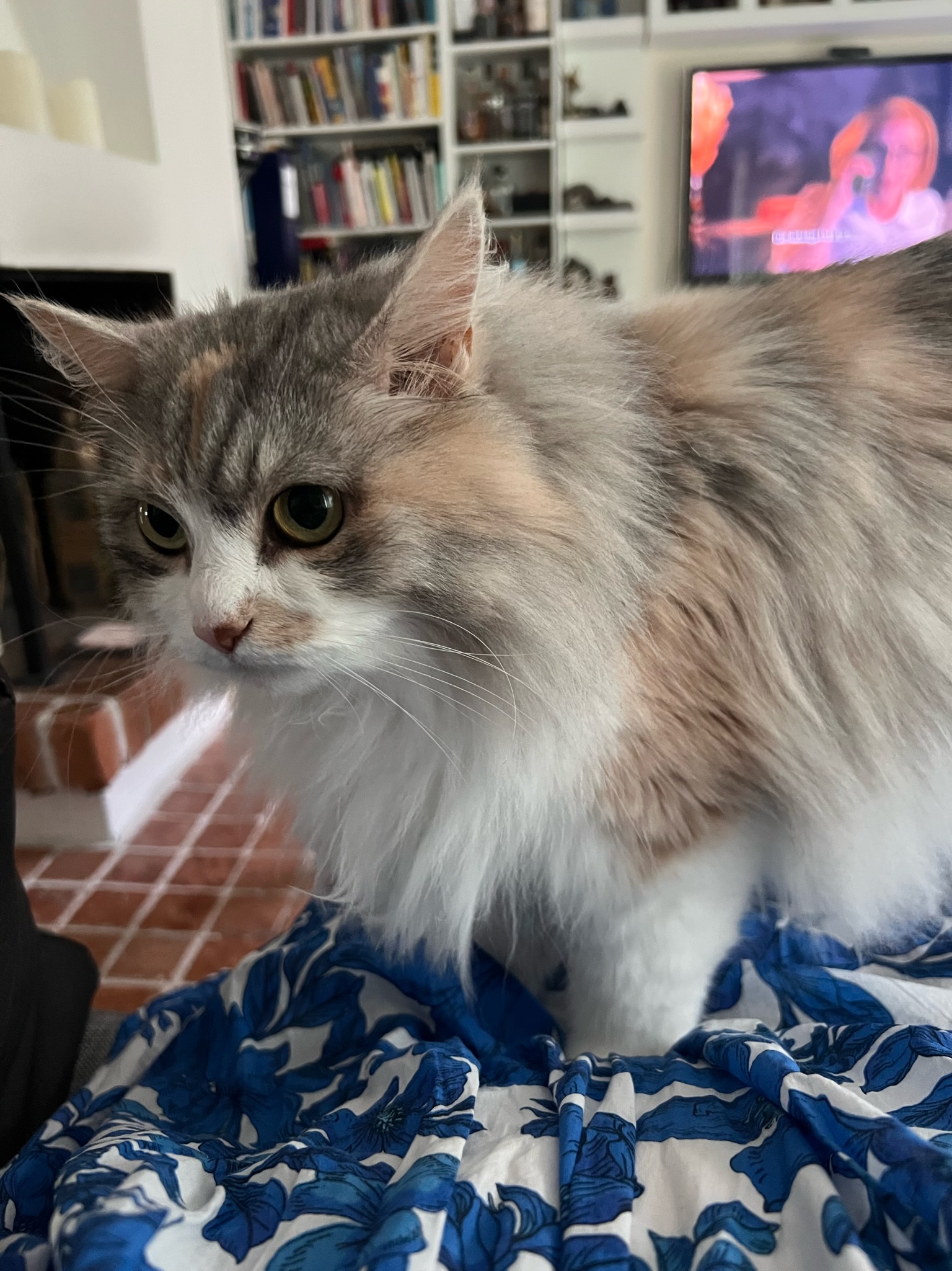Sibirisk katt Xenia