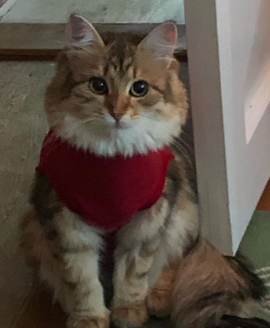 Sibirisk katt Fujita