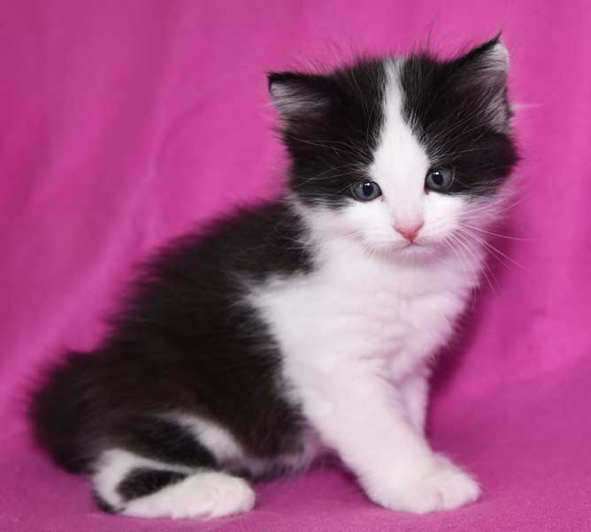sibirisk kattunge Gliese