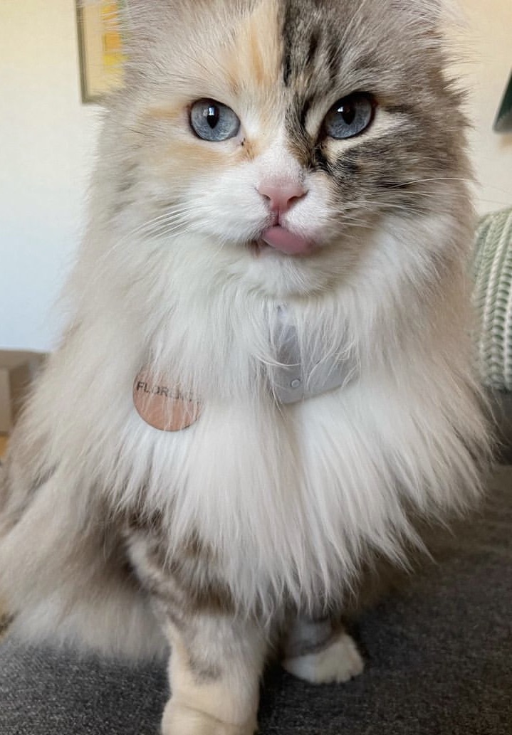 Sibirisk katt Frieda