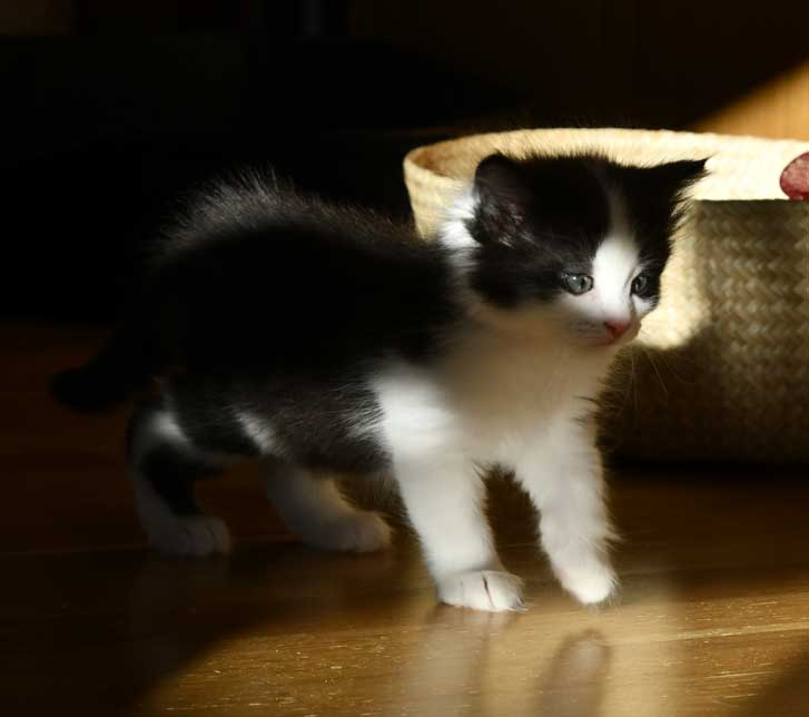 sibirisk kattunge Gliese