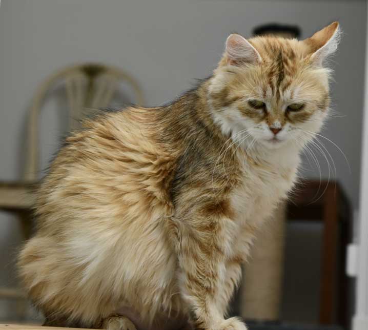 Sibirisk katt Uni