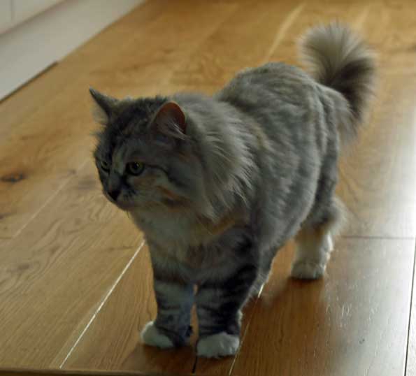 Sibirisk katt Zinnie