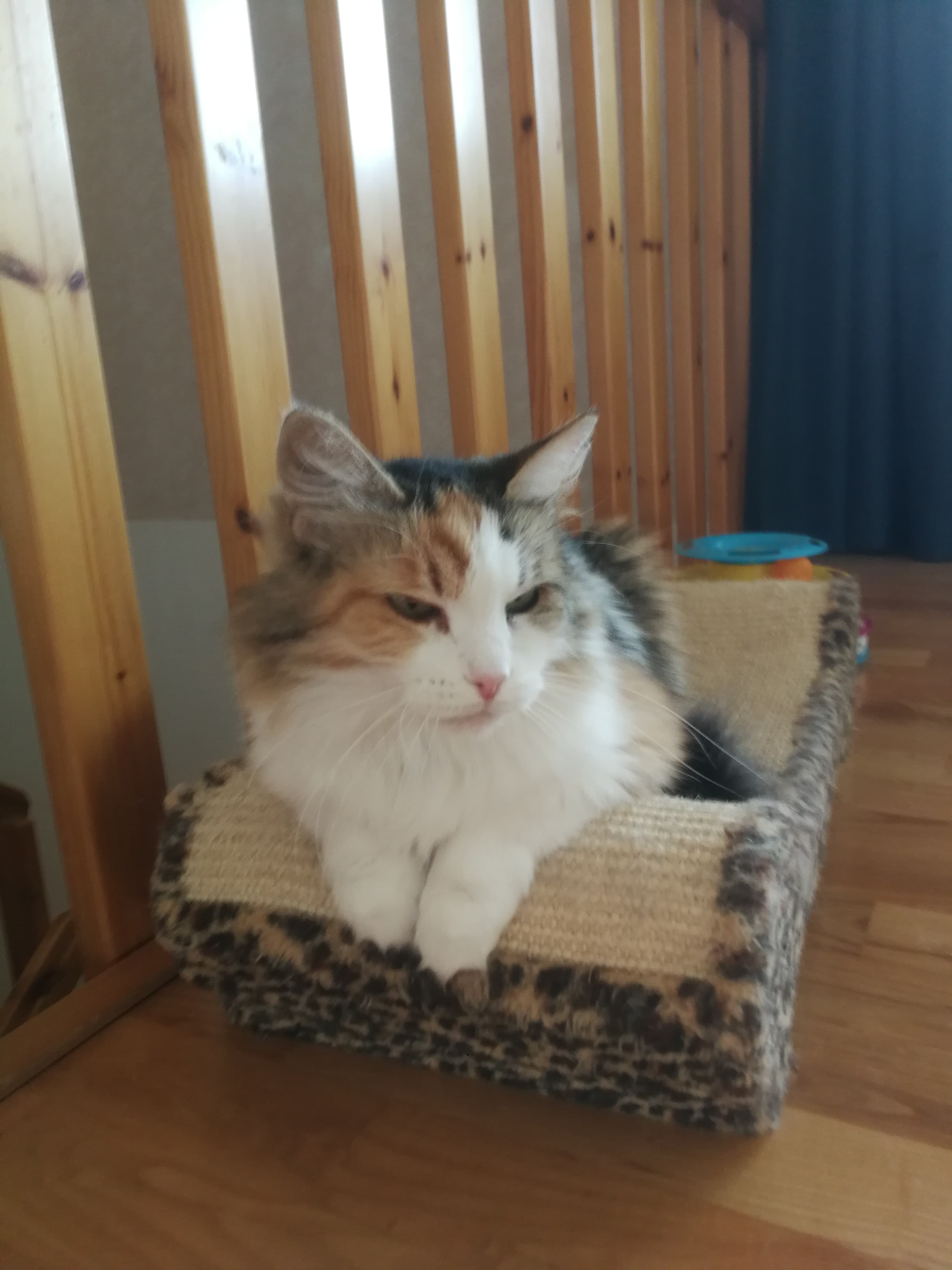 Sibirisk katt Colbie