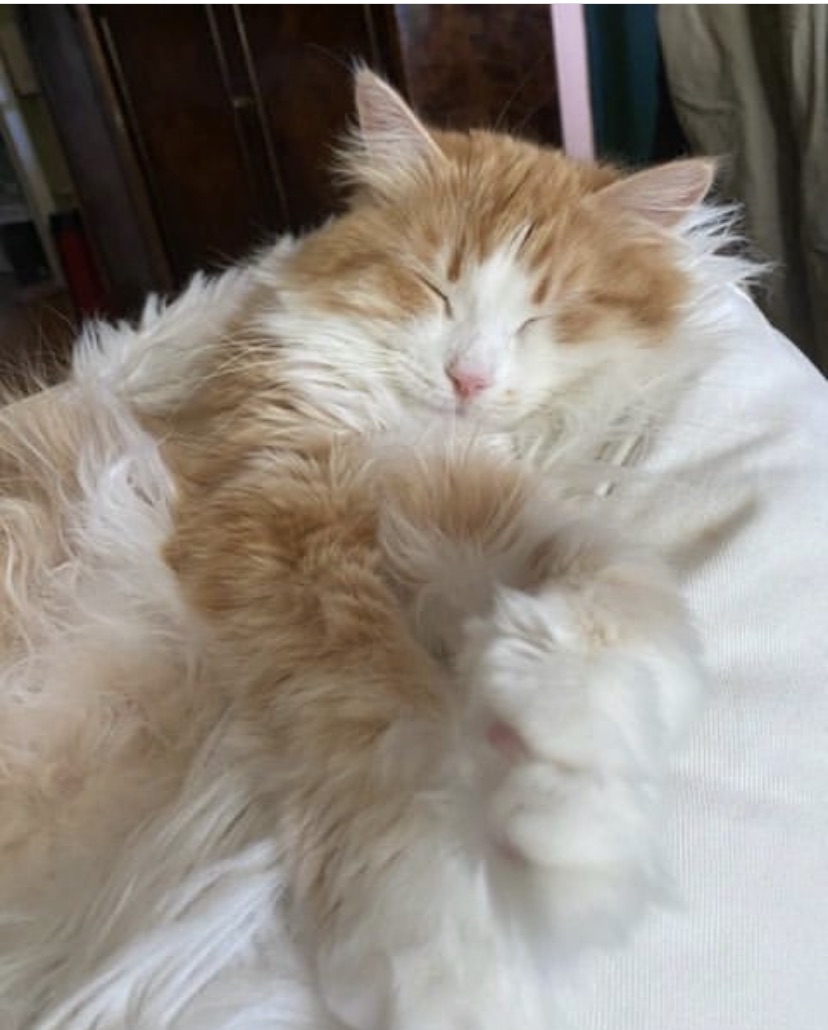 Sibirisk katt Verdi