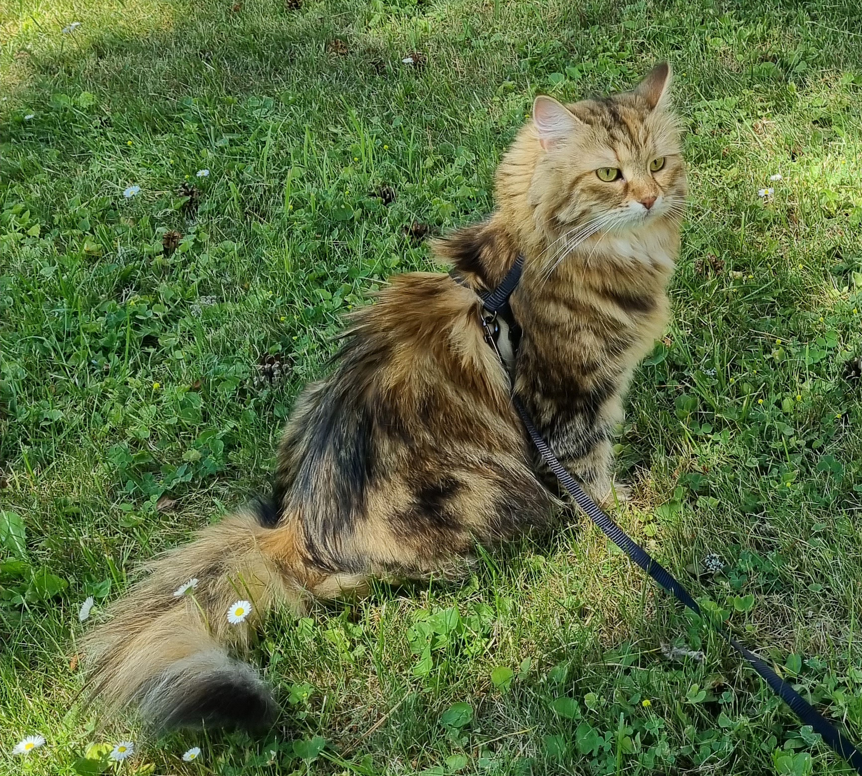 Sibirisk katt Yanai